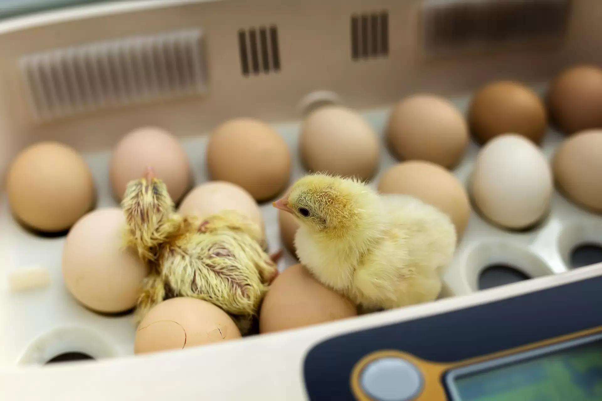 Comment les poules font des œufs ?