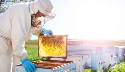 Wie viel Honig aus dem Bienenstock
