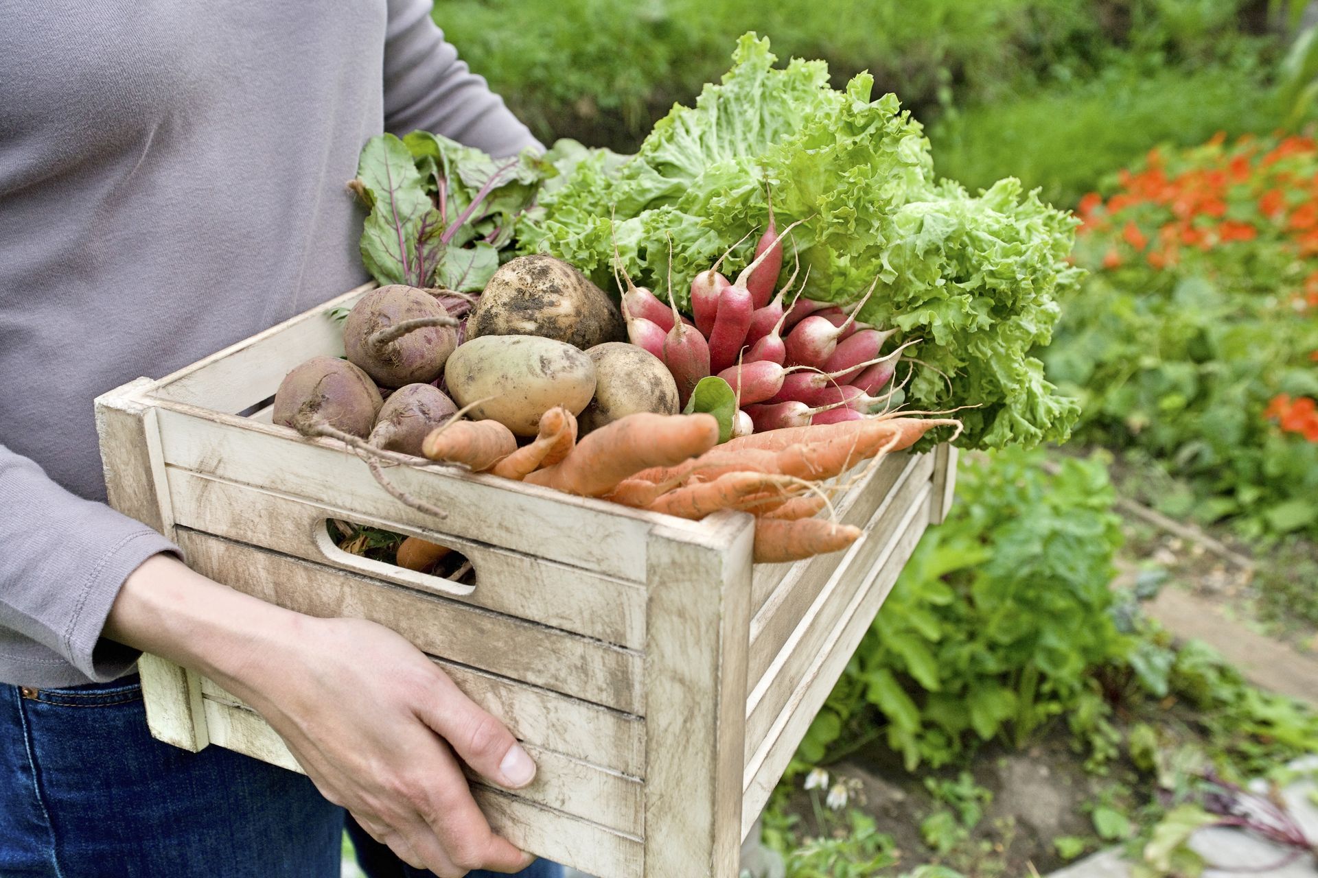 Welches Gemüse im Garten wachsen