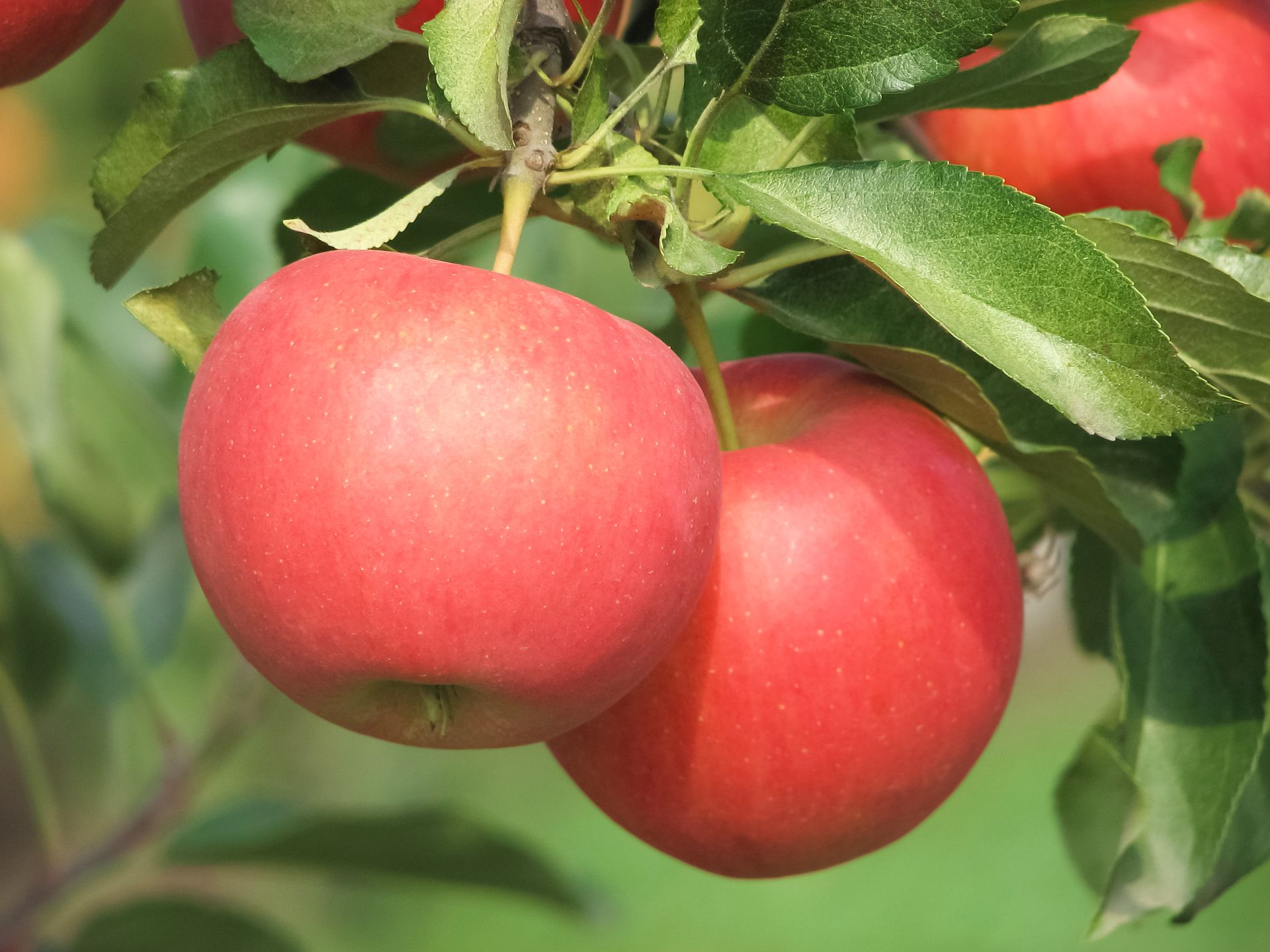 So starten Sie einen Obstgarten