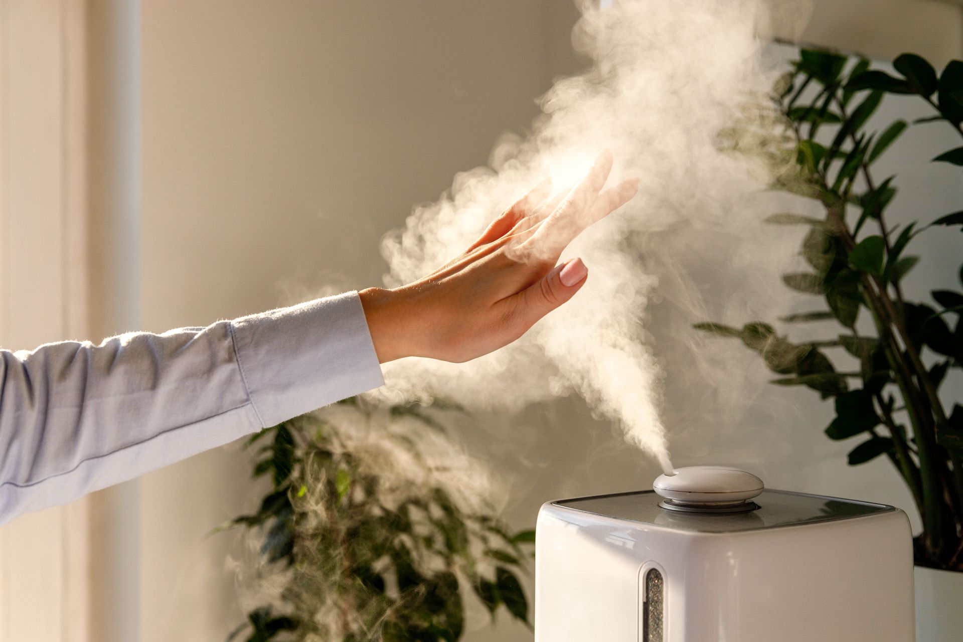 Comment choisir un humidificateur pour vos plantes ?