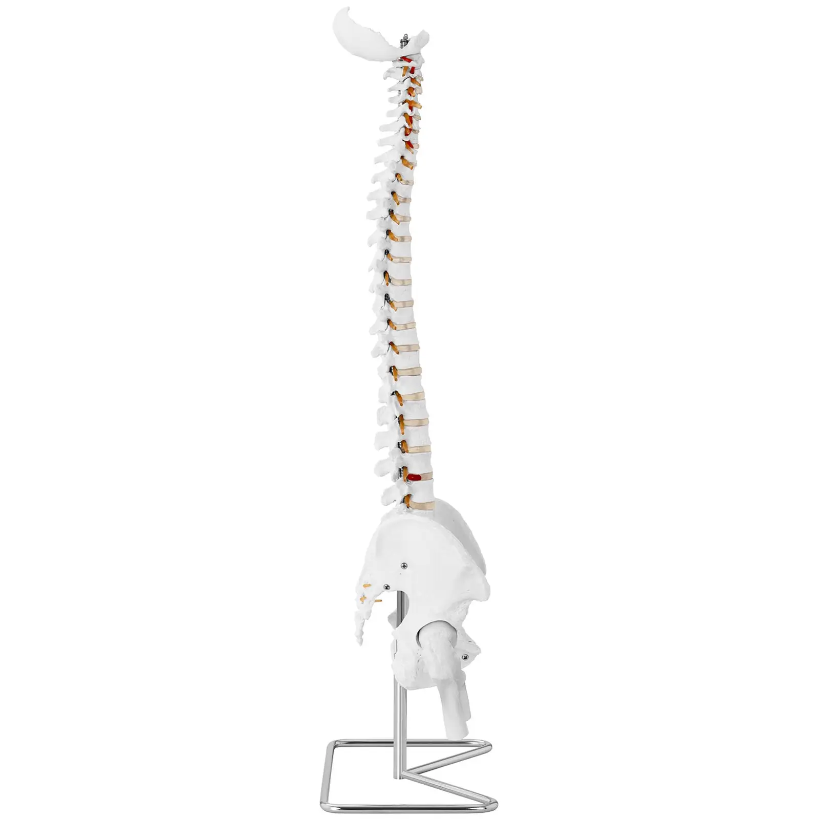 Maquette anatomique pelvis humain avec colonne vertébrale