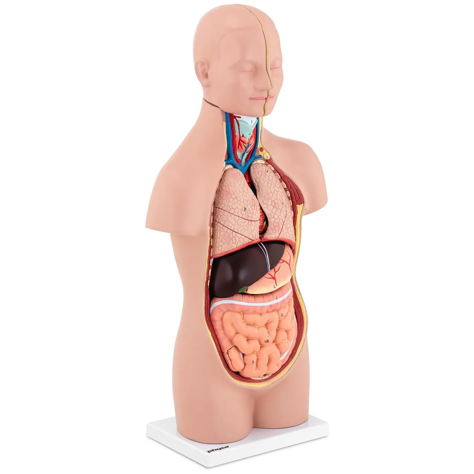 Maquette anatomique du torse humain asexué - En 12 parties - Hauteur 48 cm
