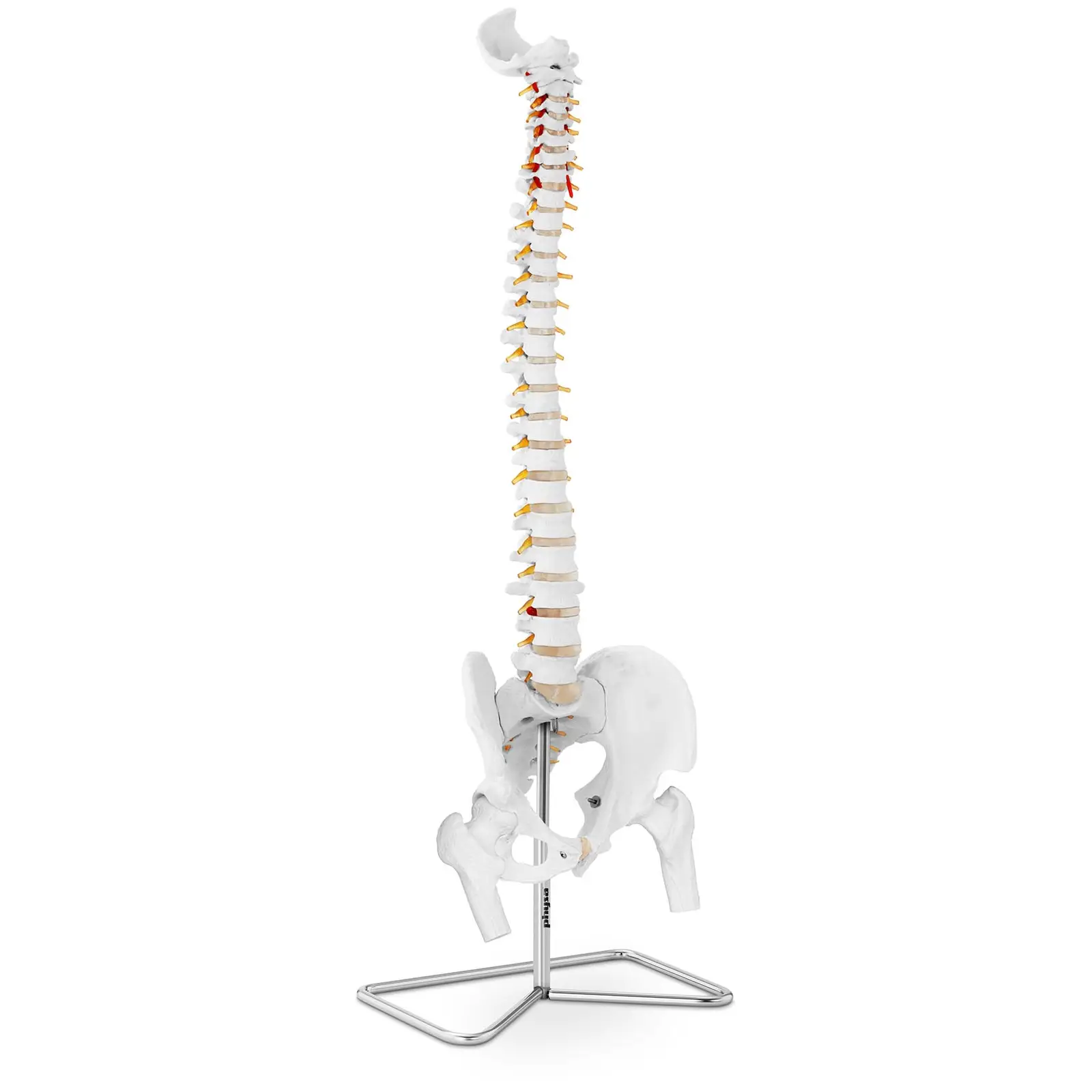 Maquette anatomique pelvis humain avec colonne vertébrale