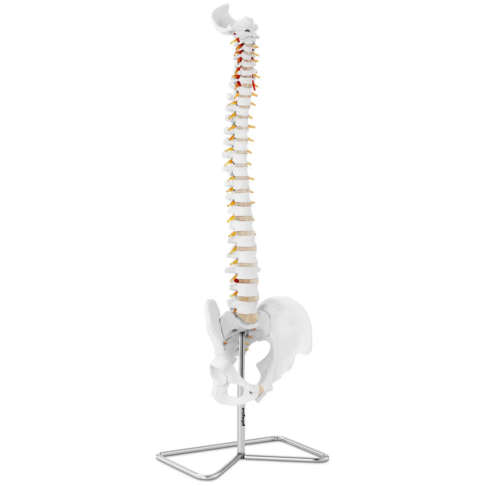 Maquette anatomique pelvis humain avec colonne vertébrale - grandeur nature