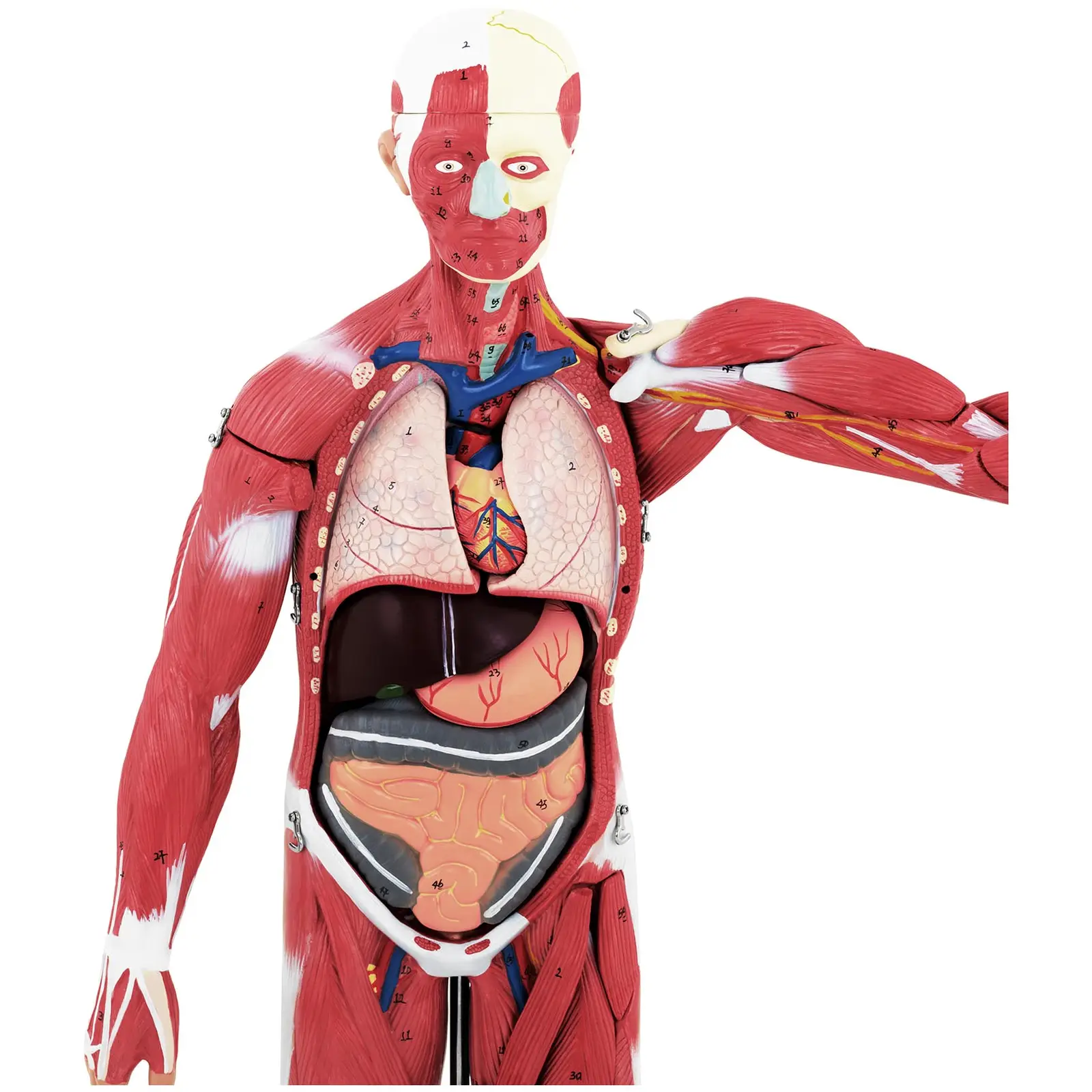 Maquette anatomique musculature humaine - Unisexe - En 27 parties - Hauteur 76 cm