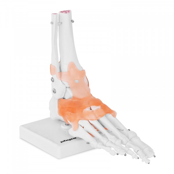 Occasion Maquette anatomique pied humain - avec ligaments et articulations