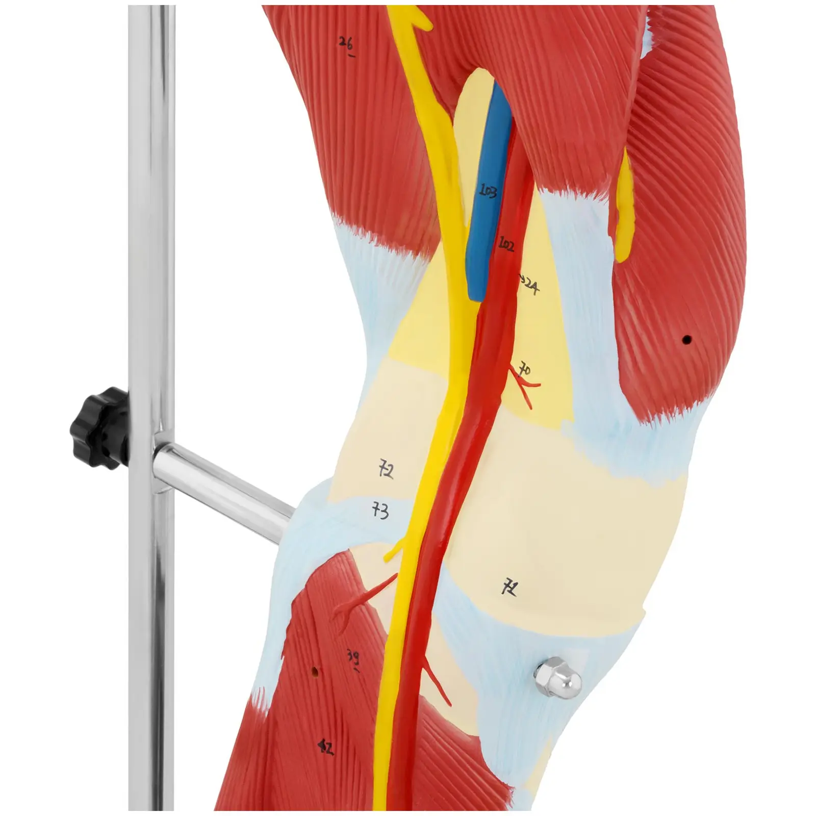 Maquette anatomique des muscles de la jambe - En couleurs
