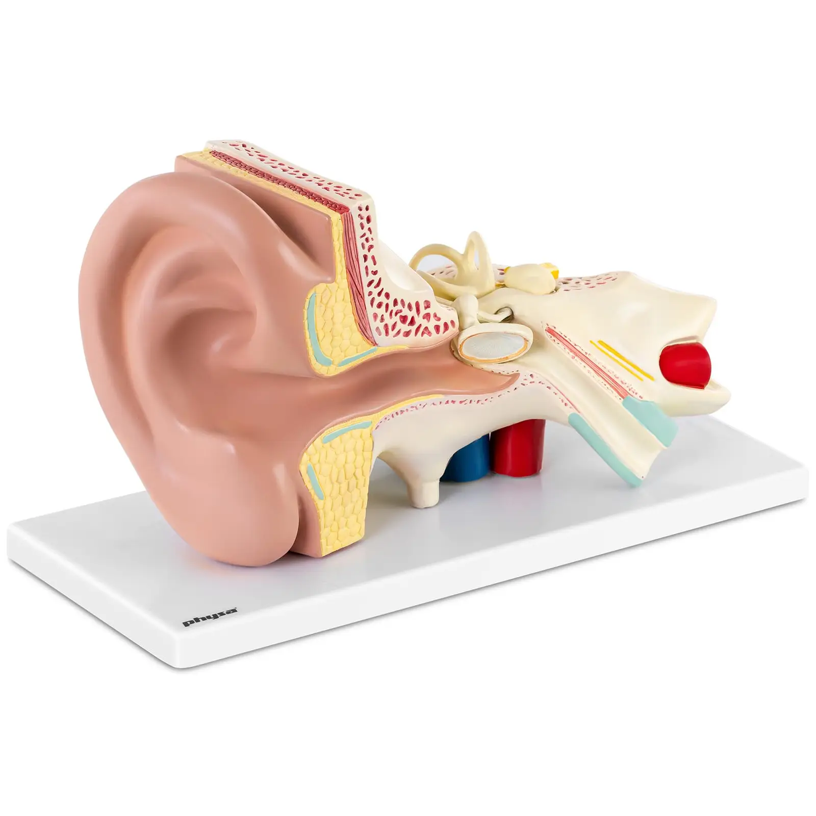 Maquette anatomique de l’oreille humaine - En 4 parties amovibles - 3 fois la taille réelle